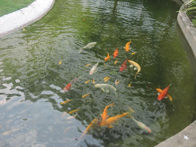 The Millen Penang, Autograph Collection Hotell George Town Exteriör bild Koi in a pond