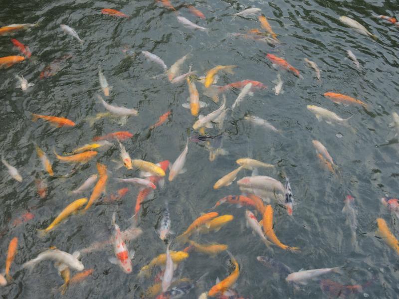 The Millen Penang, Autograph Collection Hotell George Town Exteriör bild Goldfish